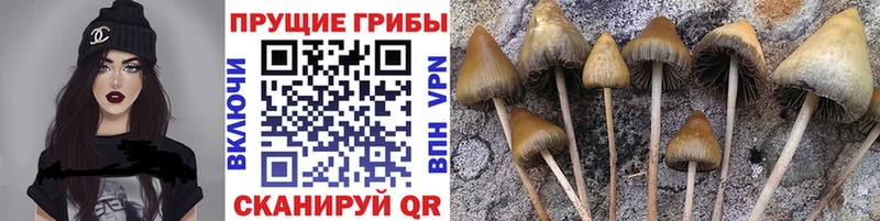Псилоцибиновые грибы прущие грибы  дарк нет официальный сайт  Балаково  купить  